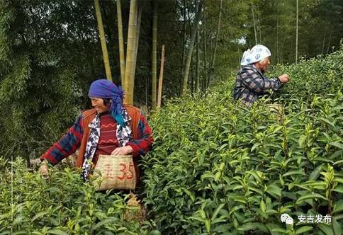 安吉白茶1280元礼盒_安吉白茶价格表盒装_安吉白茶一般的价格表