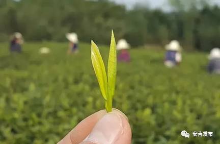 安吉白茶1280元礼盒_安吉白茶价格表盒装_安吉白茶一般的价格表