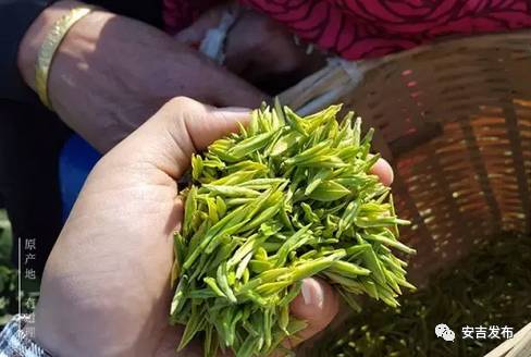 安吉白茶一般的价格表_安吉白茶价格表盒装_安吉白茶1280元礼盒