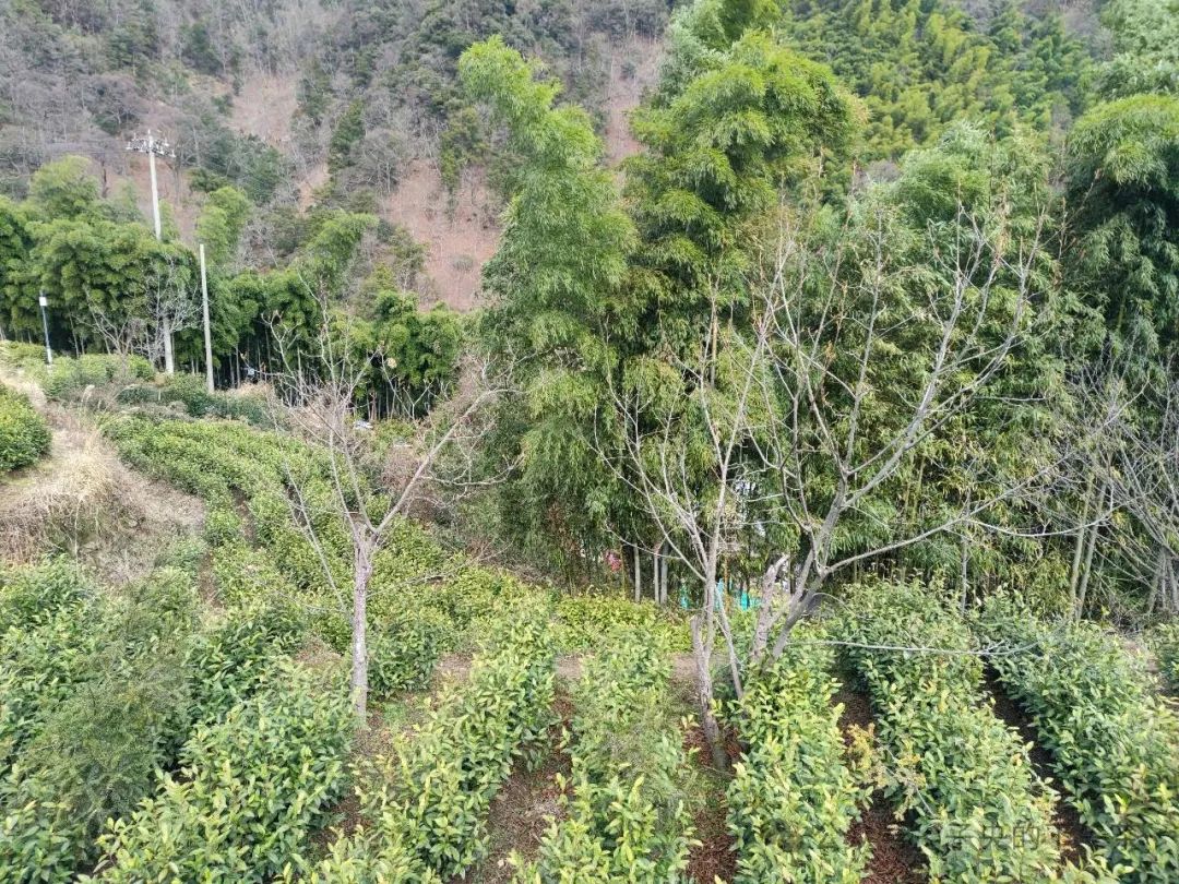 安吉荷花塘村_安吉荷花山 酒店_安吉荷花塘小区