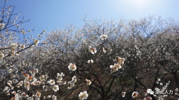 安吉凤凰山公园门票_安吉凤凰山国家森林公园_安吉凤凰山森林公园