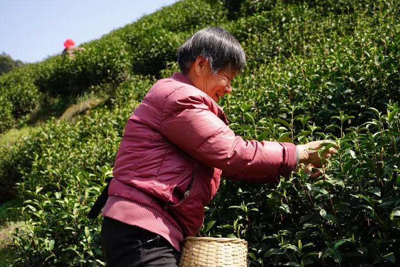安吉吧采茶工协议_安吉采茶工人最新消息_2020年浙江安吉采茶工招聘