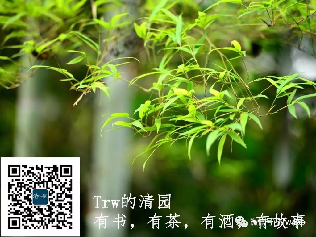 源自安吉白茶多少钱一斤_源自安吉白茶五盒装_安吉白茶来源