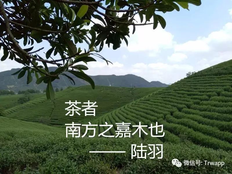 源自安吉白茶多少钱一斤_源自安吉白茶五盒装_安吉白茶来源