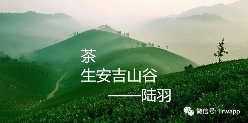 源自安吉白茶五盒装_安吉白茶来源_源自安吉白茶多少钱一斤