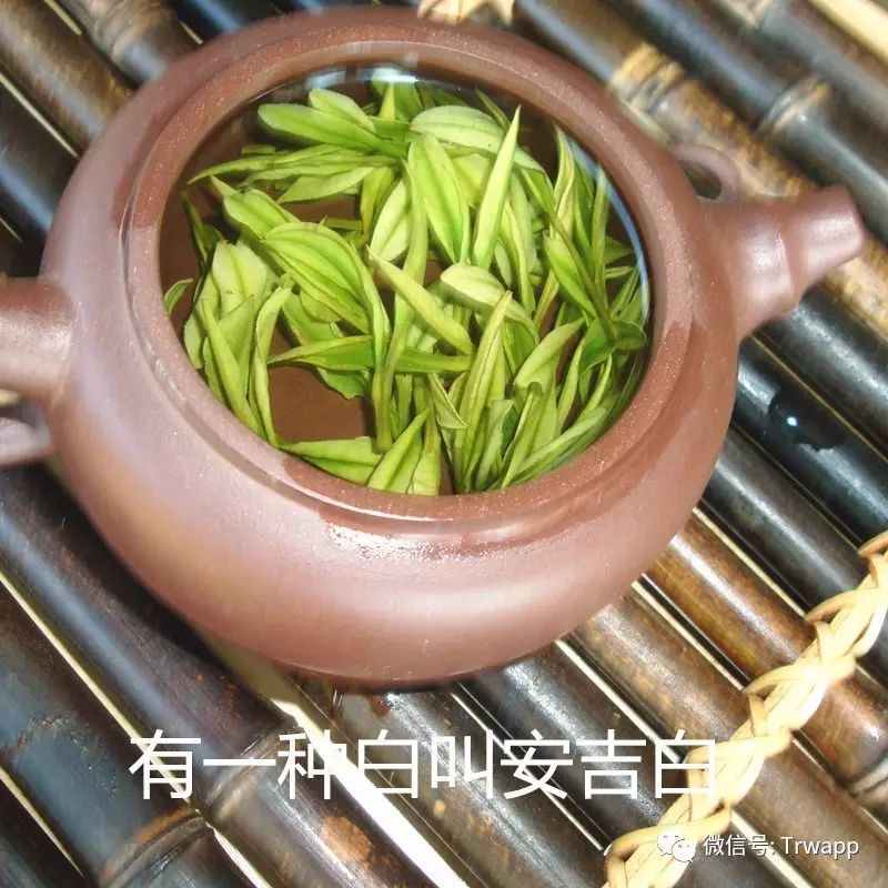 安吉白茶来源_源自安吉白茶五盒装_源自安吉白茶多少钱一斤