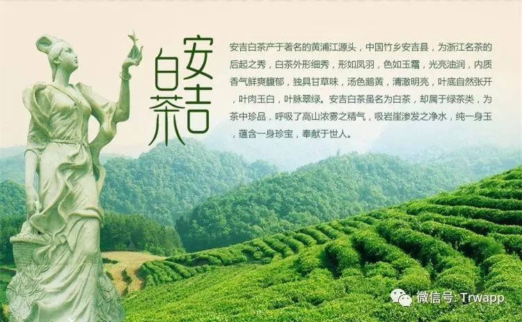 安吉白茶来源_源自安吉白茶五盒装_源自安吉白茶多少钱一斤
