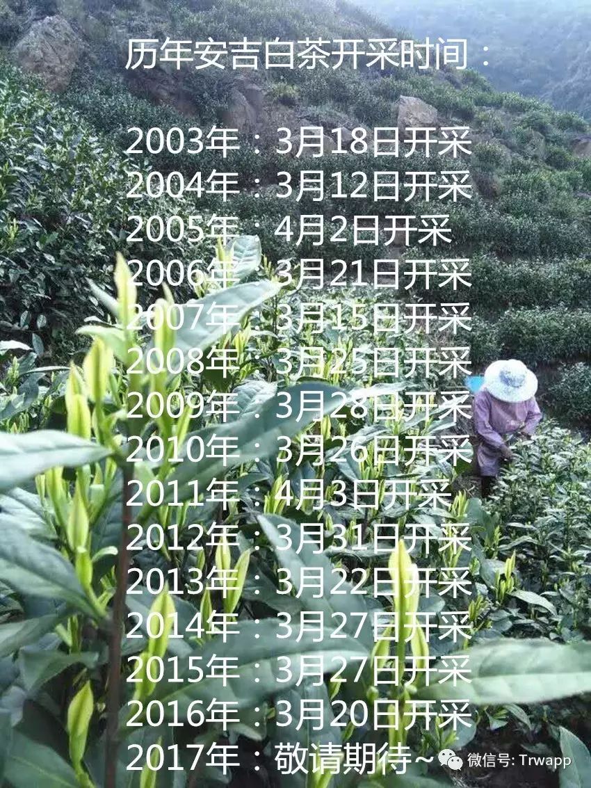 源自安吉白茶五盒装_源自安吉白茶多少钱一斤_安吉白茶来源