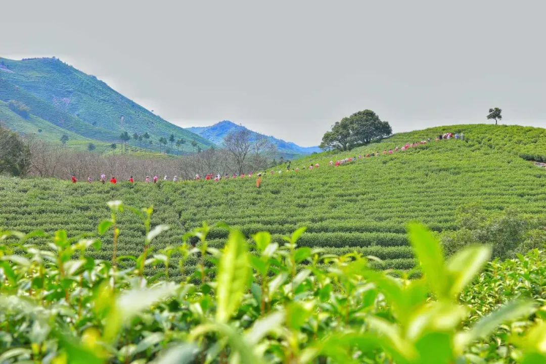 安吉白茶来源_源自安吉白茶多少钱一斤_安吉源白茶价格