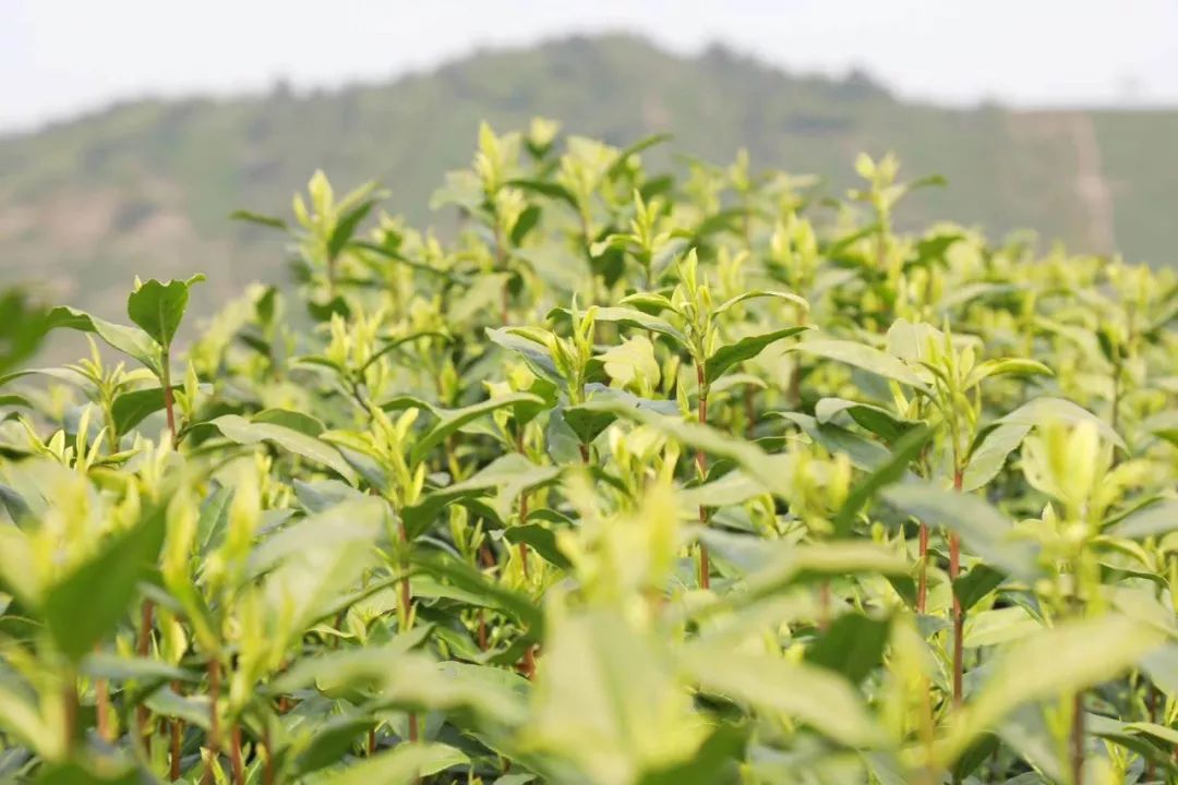安吉白茶来源_安吉源白茶价格_源自安吉白茶多少钱一斤