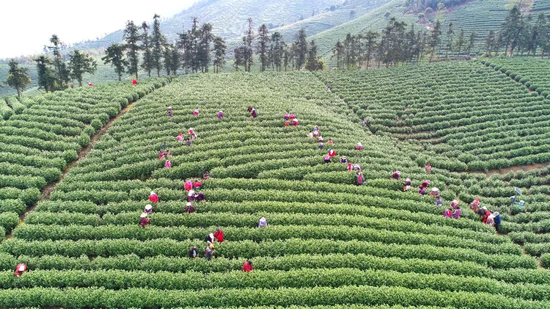 安吉白茶来源_源自安吉白茶多少钱一斤_安吉源白茶价格