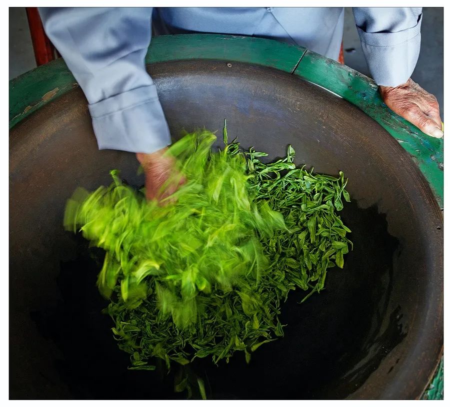 安吉白茶来源_源自安吉白茶多少钱一斤_安吉源白茶价格