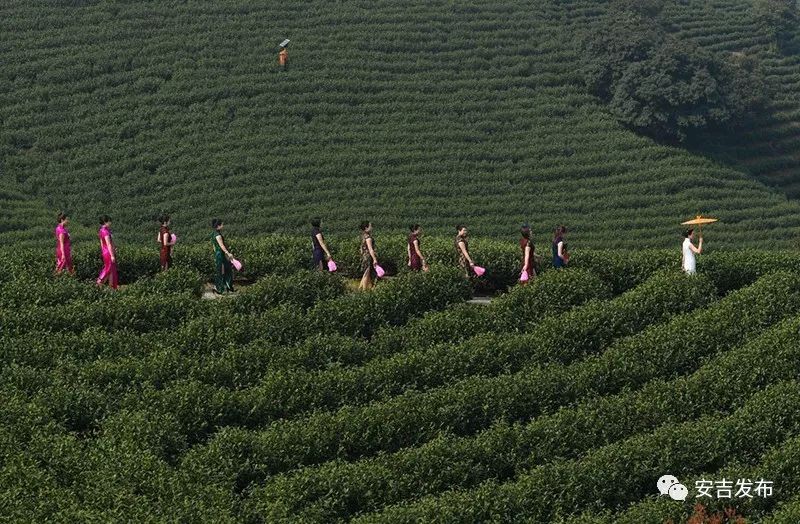安吉 白茶_安吉白茶的功效和作用_安吉白茶属于哪类茶