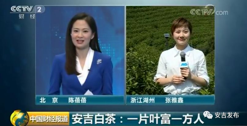 安吉白茶的功效和作用_安吉白茶属于哪类茶_安吉 白茶