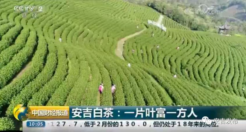安吉白茶属于哪类茶_安吉 白茶_安吉白茶的功效和作用