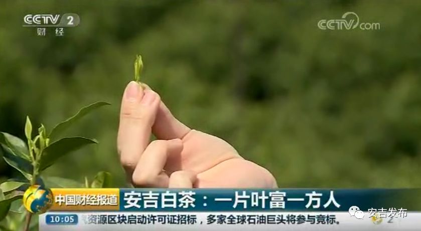 安吉白茶的功效和作用_安吉白茶属于哪类茶_安吉 白茶