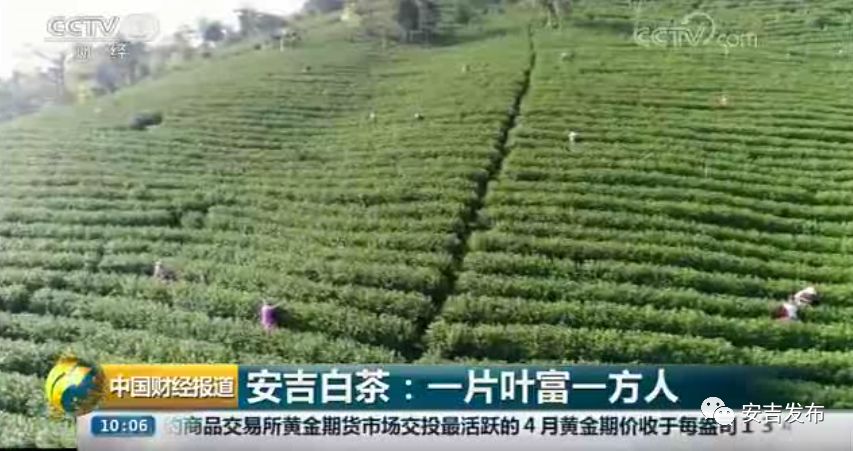 安吉白茶属于哪类茶_安吉白茶的功效和作用_安吉 白茶