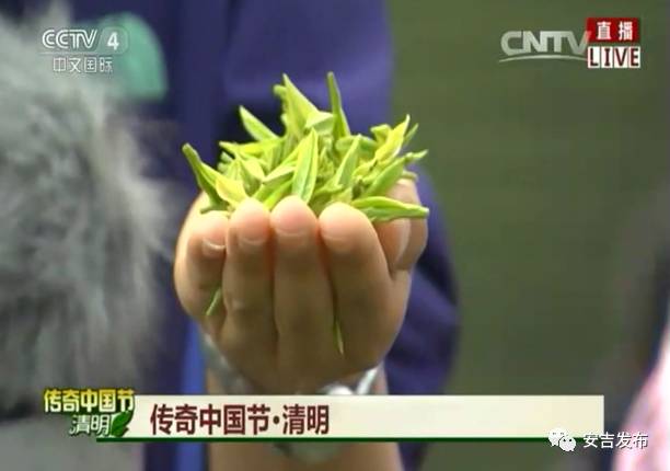 安吉 白茶_安吉白茶怎样储存_安吉白茶黄金芽