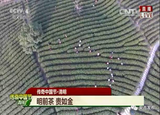 安吉白茶怎样储存_安吉白茶黄金芽_安吉 白茶