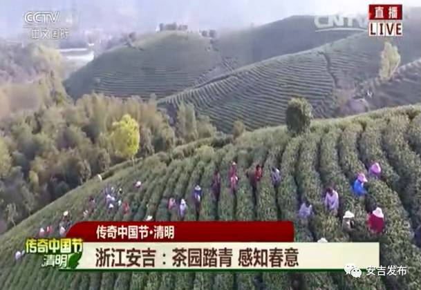 安吉白茶黄金芽_安吉白茶怎样储存_安吉 白茶