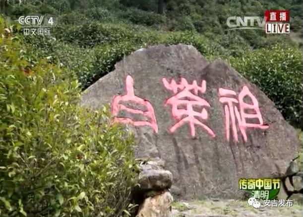 安吉白茶黄金芽_安吉白茶怎样储存_安吉 白茶
