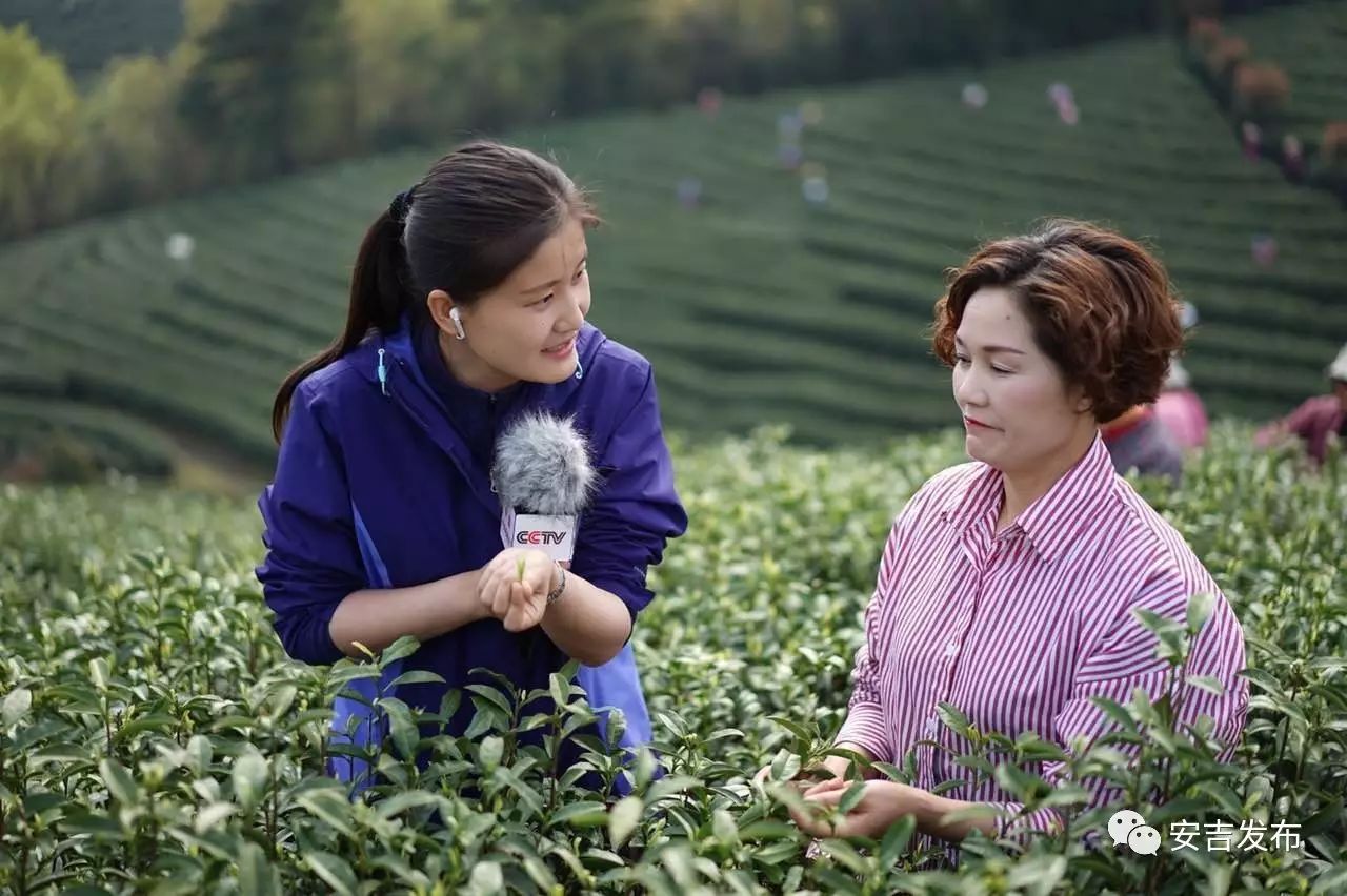安吉 白茶_安吉白茶怎样储存_安吉白茶黄金芽