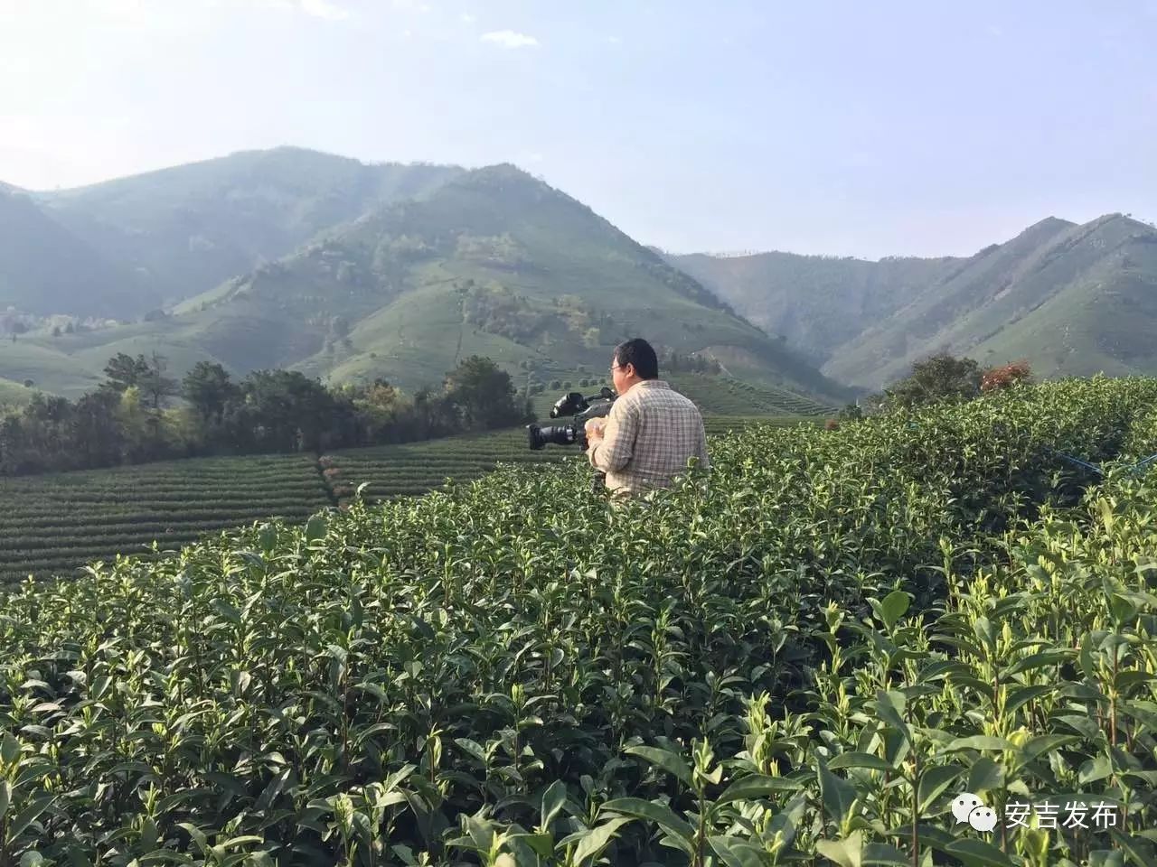 安吉 白茶_安吉白茶怎样储存_安吉白茶黄金芽