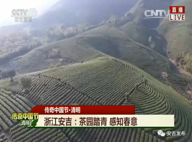 安吉白茶怎样储存_安吉白茶黄金芽_安吉 白茶
