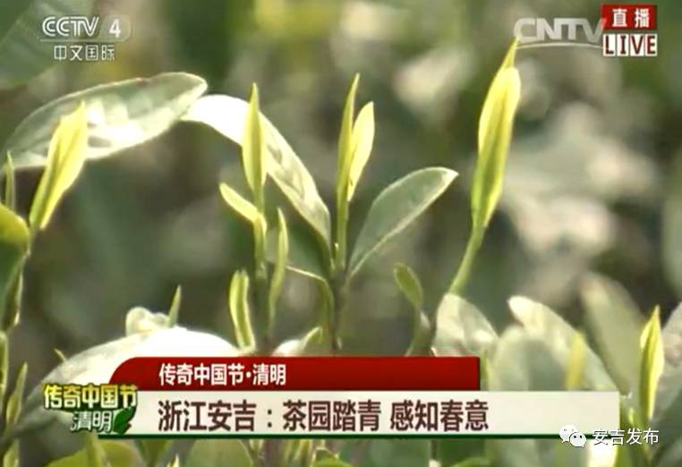 安吉 白茶_安吉白茶黄金芽_安吉白茶怎样储存