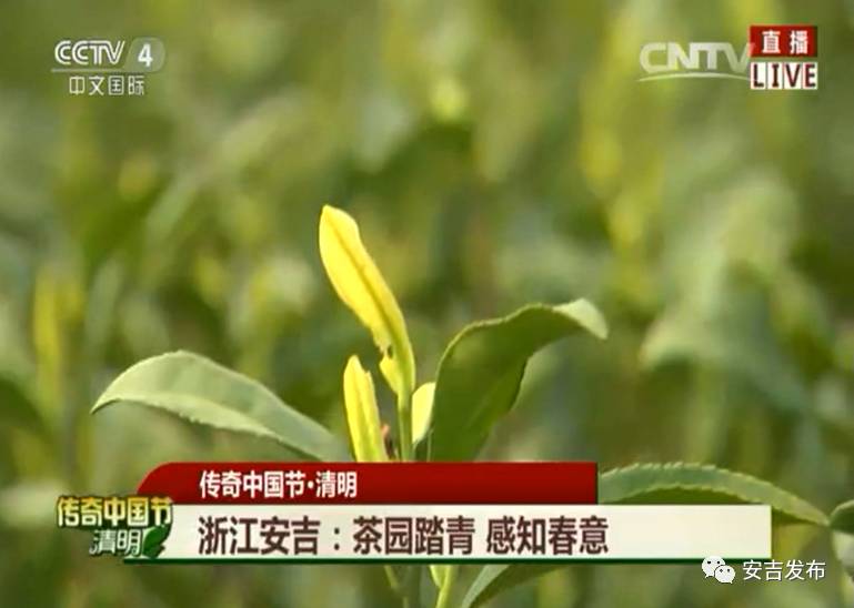 安吉白茶黄金芽_安吉白茶怎样储存_安吉 白茶