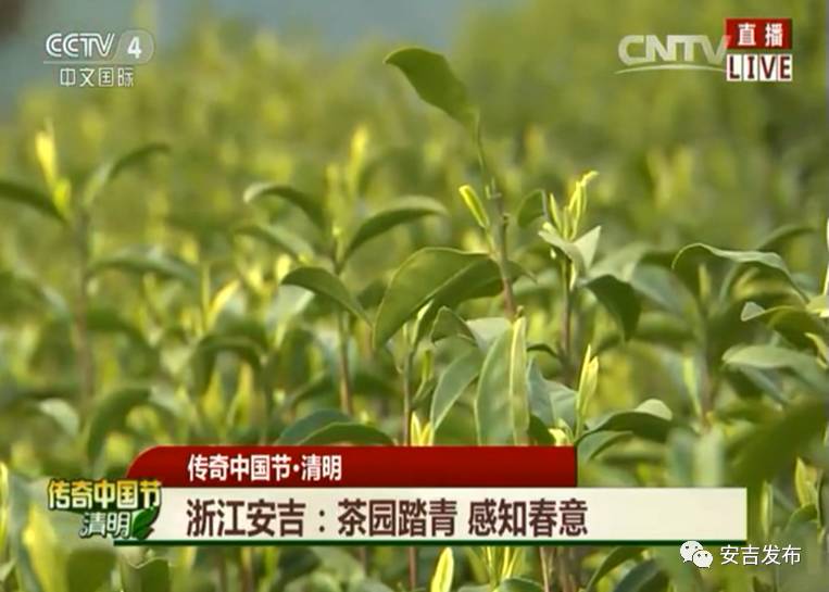 安吉白茶怎样储存_安吉 白茶_安吉白茶黄金芽