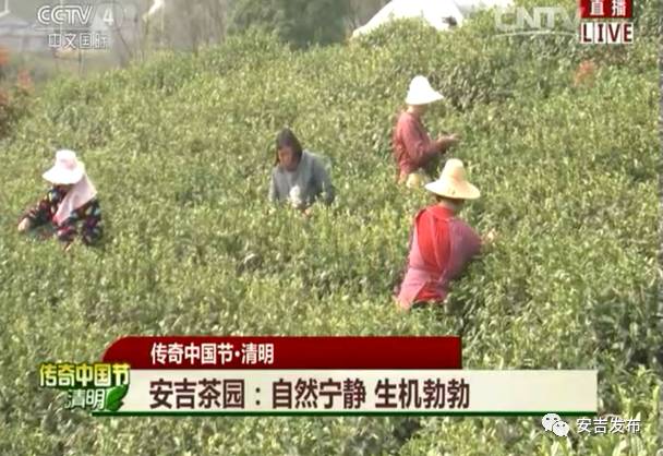 安吉白茶怎样储存_安吉 白茶_安吉白茶黄金芽