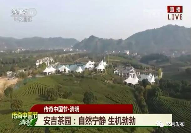 安吉 白茶_安吉白茶怎样储存_安吉白茶黄金芽