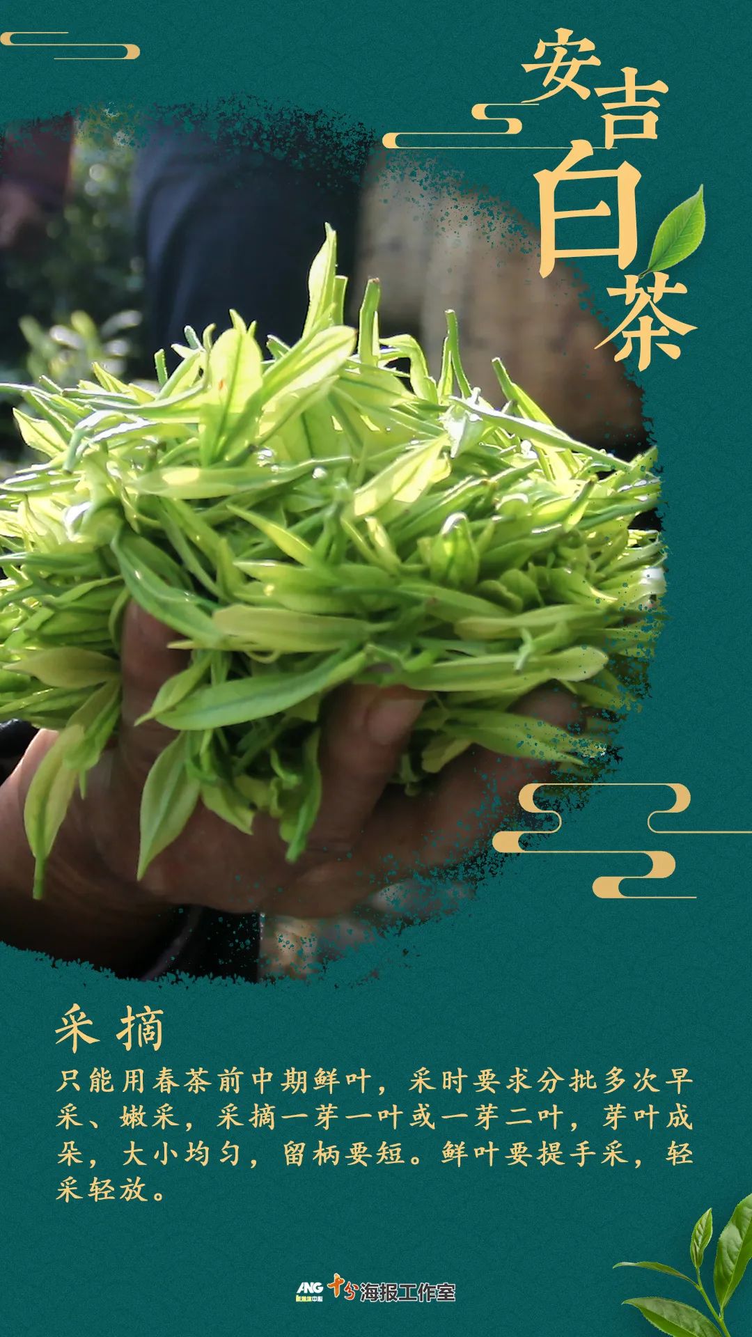 安吉白茶黄金芽_安吉 白茶_安吉白茶的功效和作用