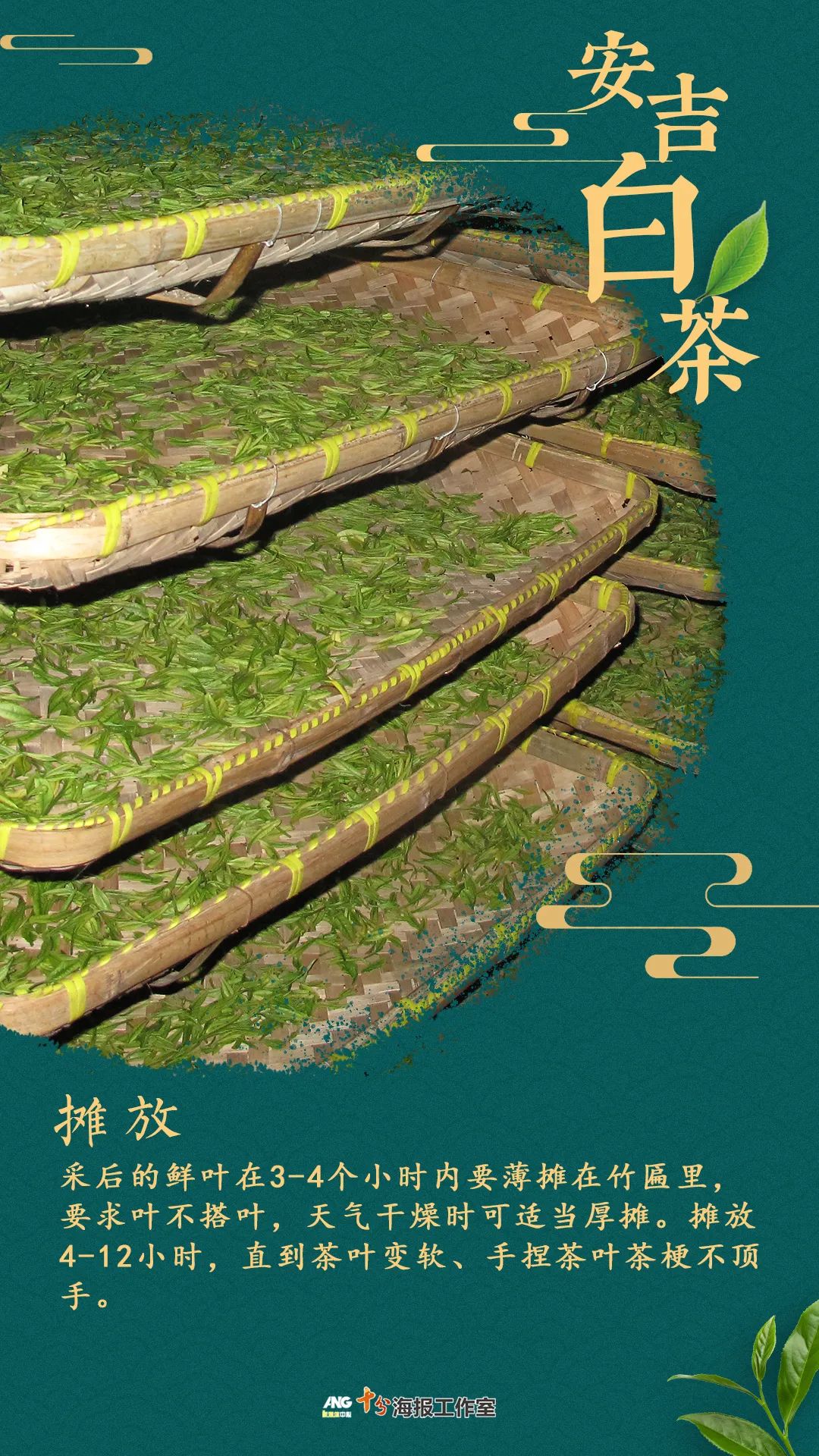 安吉 白茶_安吉白茶黄金芽_安吉白茶的功效和作用