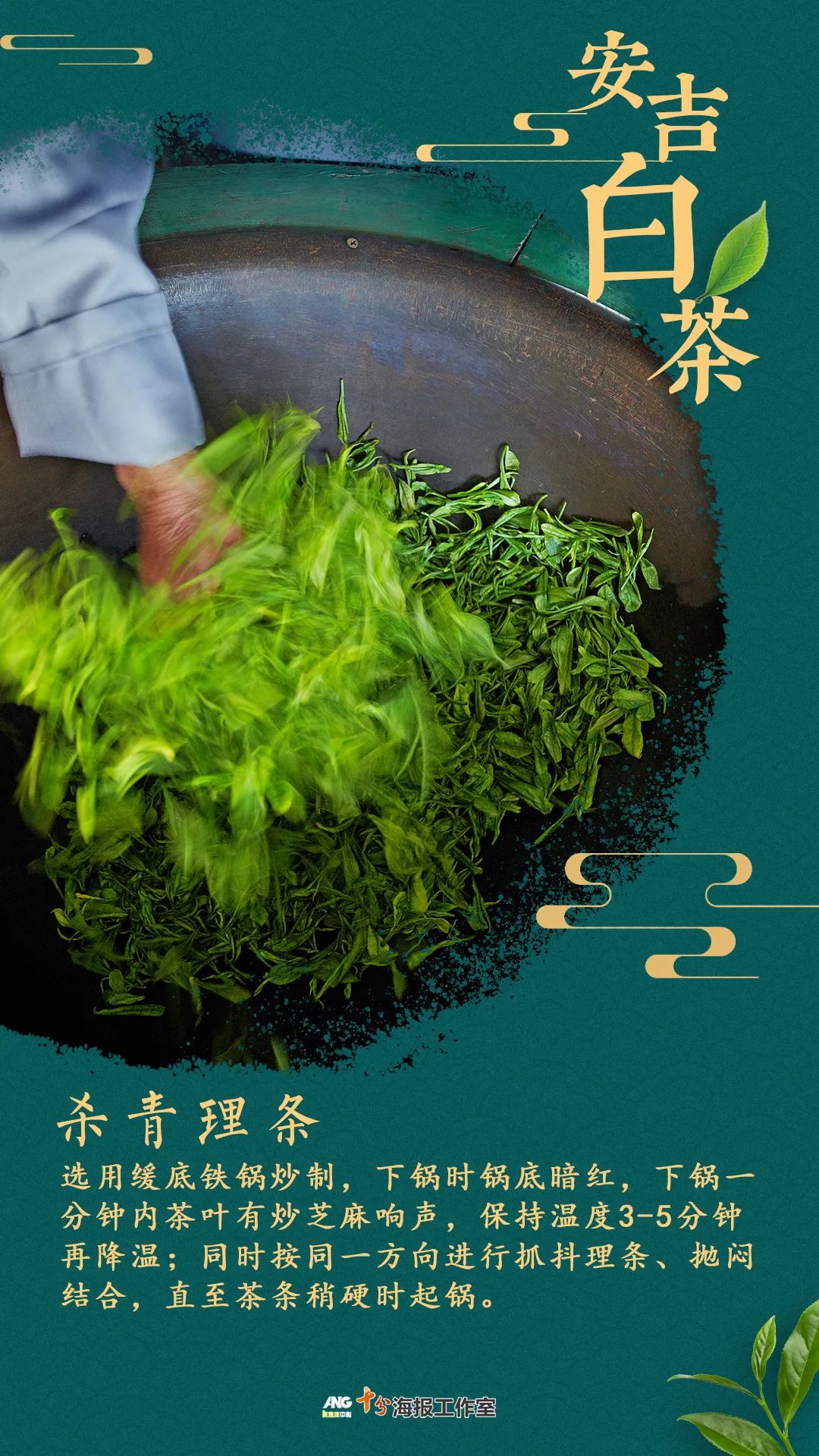 安吉白茶黄金芽_安吉 白茶_安吉白茶的功效和作用