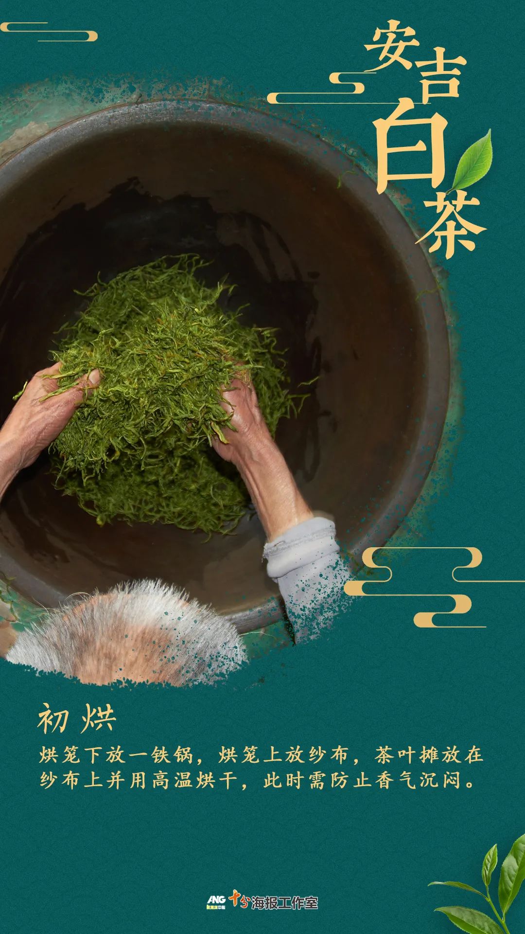 安吉白茶黄金芽_安吉白茶的功效和作用_安吉 白茶