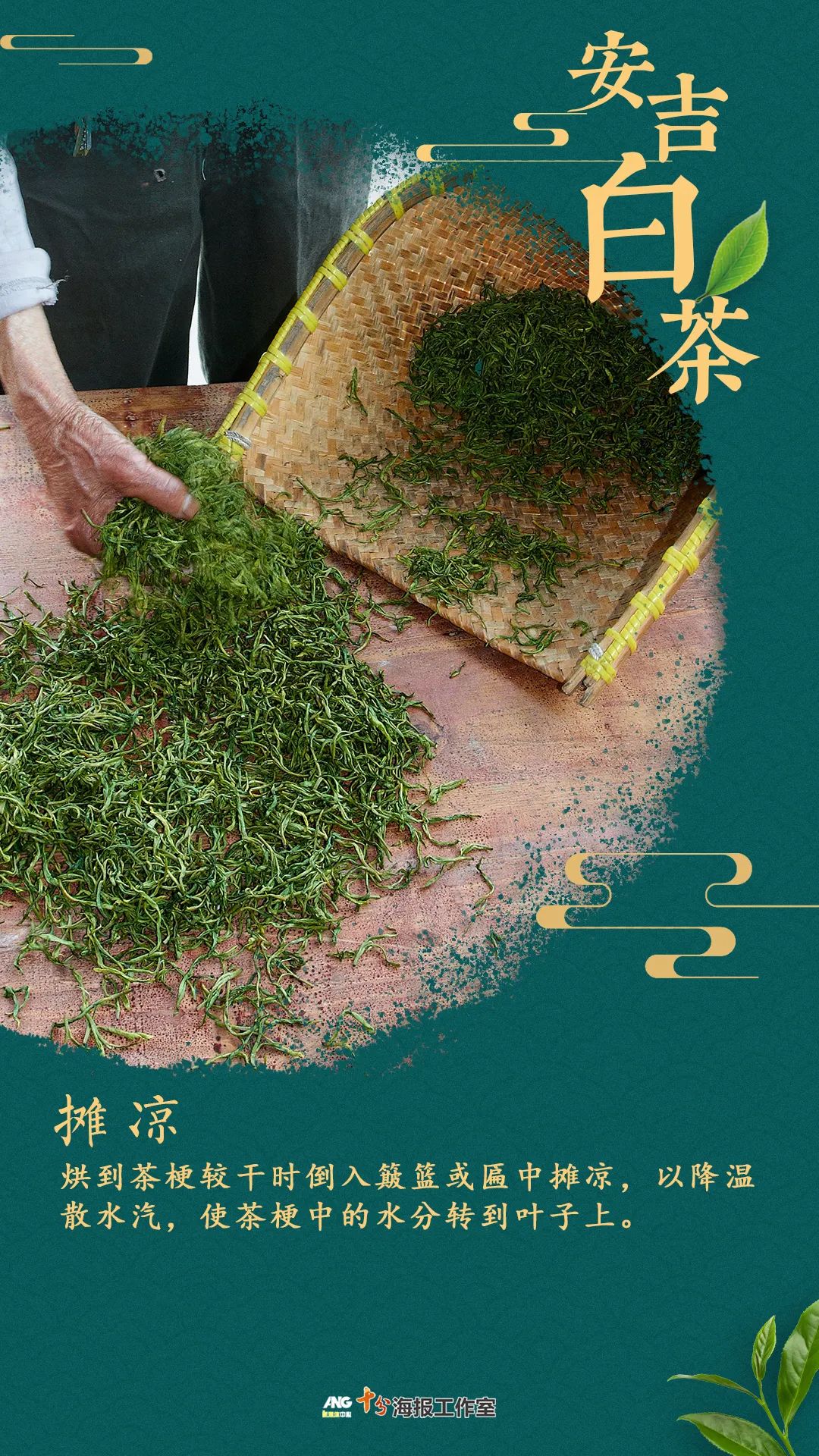 安吉白茶黄金芽_安吉 白茶_安吉白茶的功效和作用
