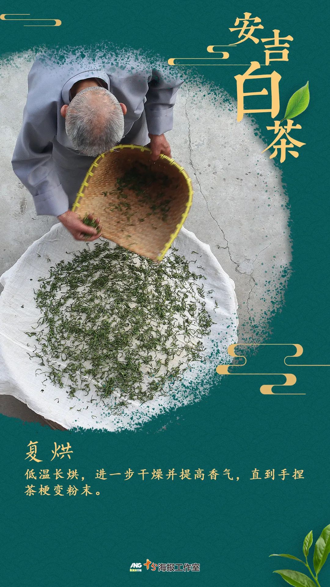 安吉 白茶_安吉白茶的功效和作用_安吉白茶黄金芽