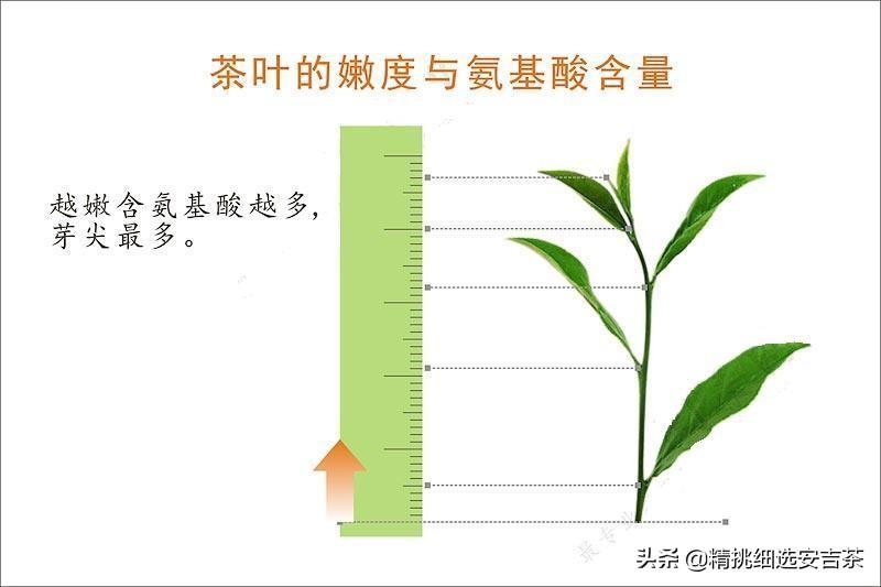 安吉白茶的药用价值_安吉白茶功效与禁忌_安吉白茶功效