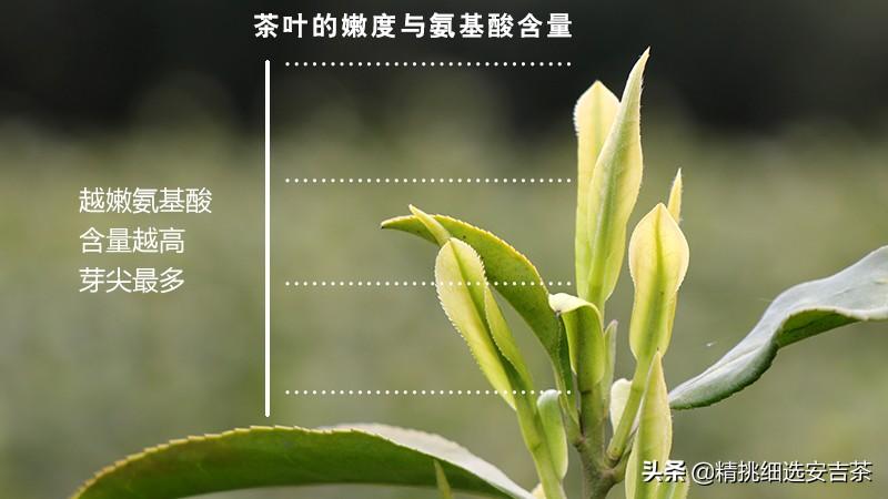 安吉白茶功效与禁忌_安吉白茶的药用价值_安吉白茶功效