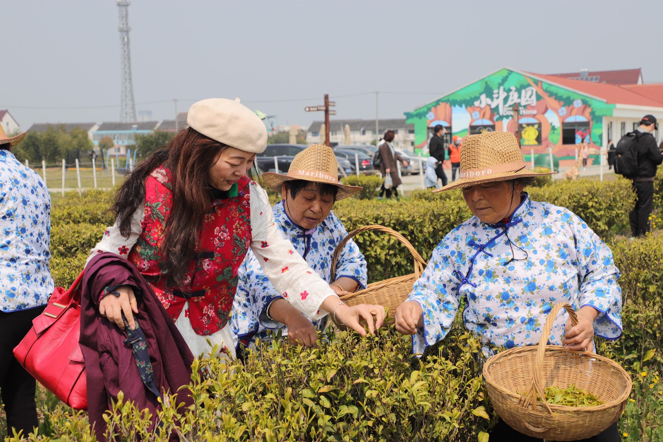 安吉白茶和西湖龙井_西湖龙井和安吉白茶哪个好喝_安吉白茶龙井和西湖龙井的区别