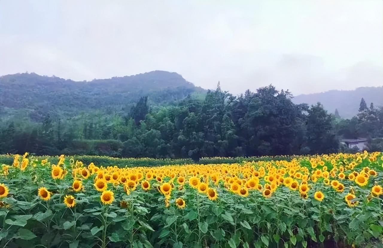 安吉百草园游乐园项目_安吉百草园游乐项目名称_游安吉百草园
