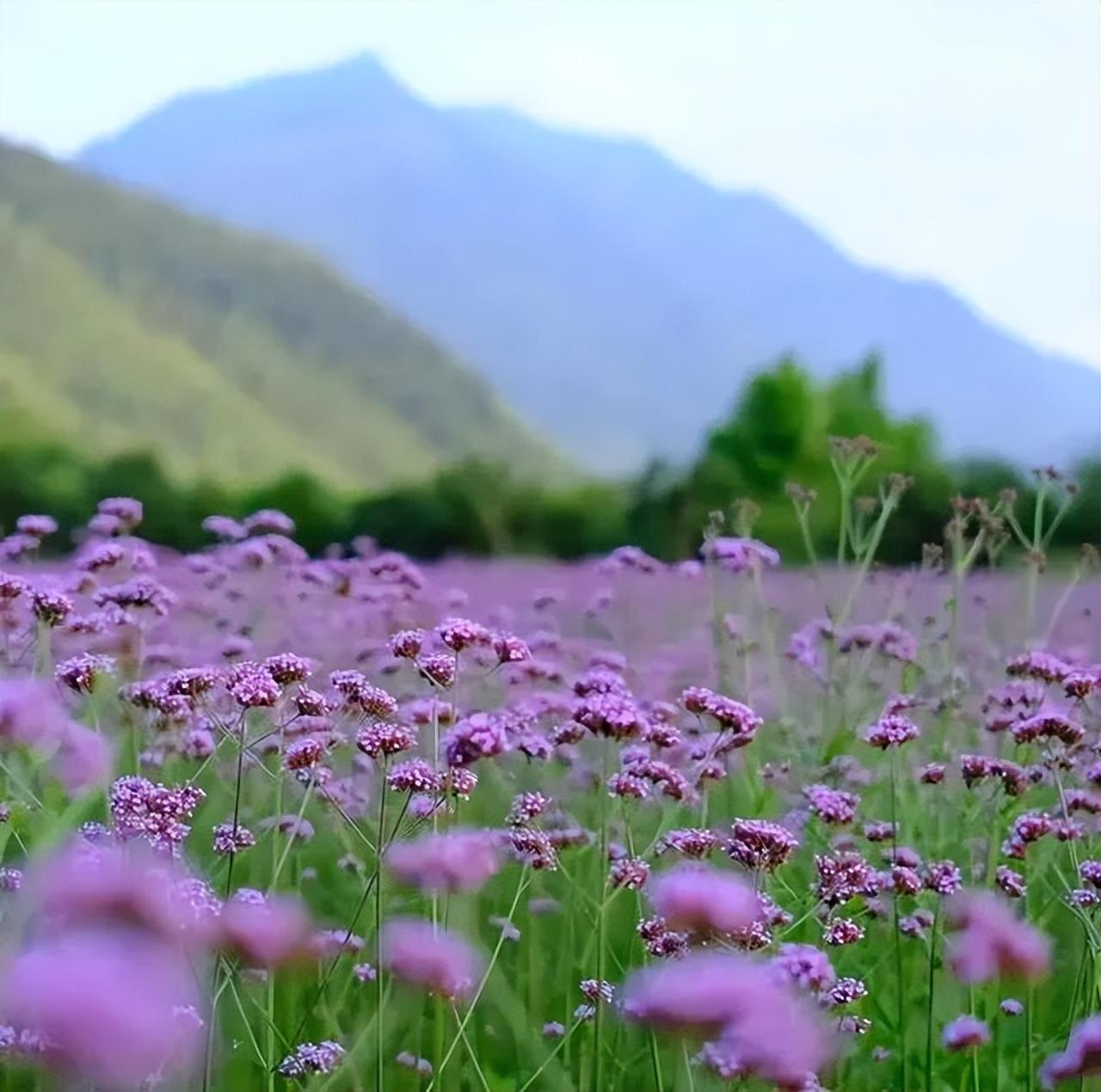 安吉百草园游乐项目名称_游安吉百草园_安吉百草园游乐园项目