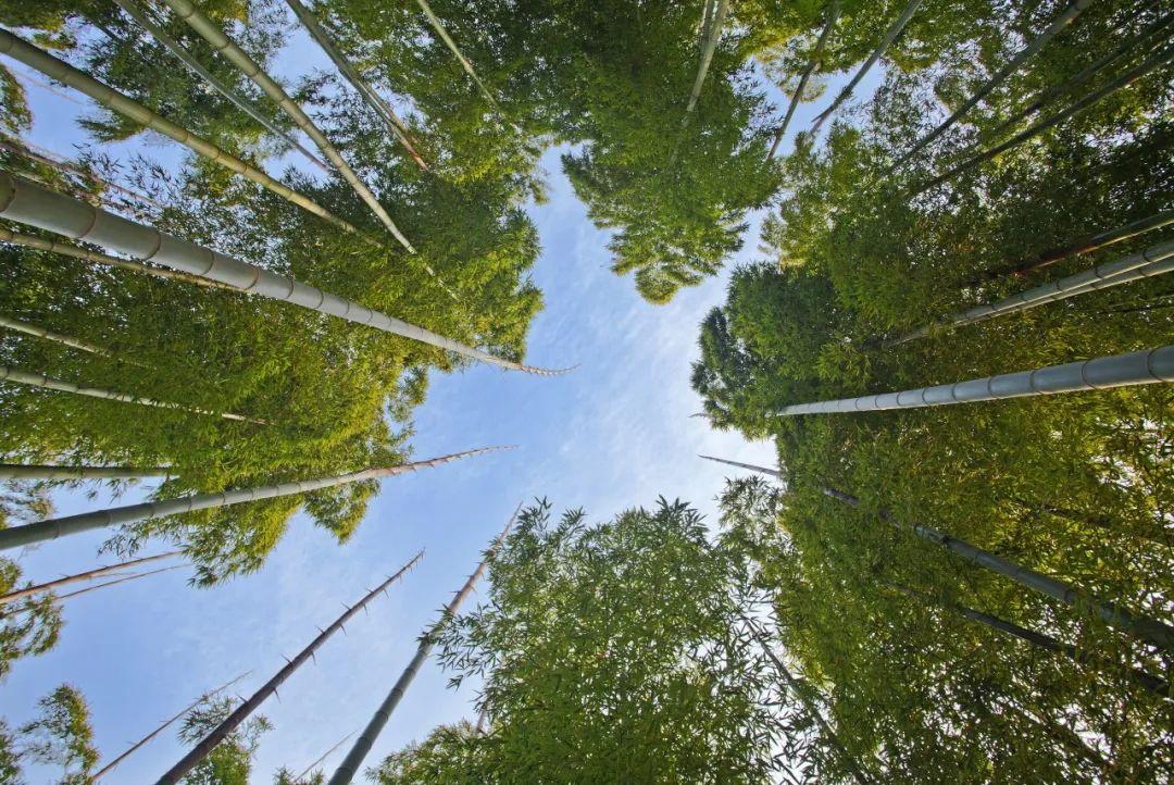 游安吉百草园_安吉百草园游乐项目名称_安吉百草园游乐园项目