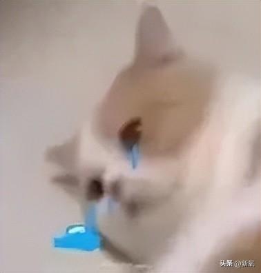 安吉朱丽娜壁纸_安吉朱丽娜_安吉朱丽娜电影最新
