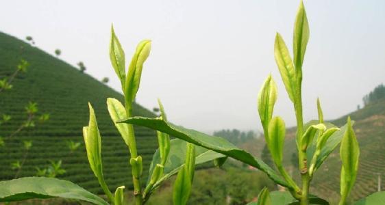 安吉椅子产业_安吉椅业公司排名_安吉椅业网