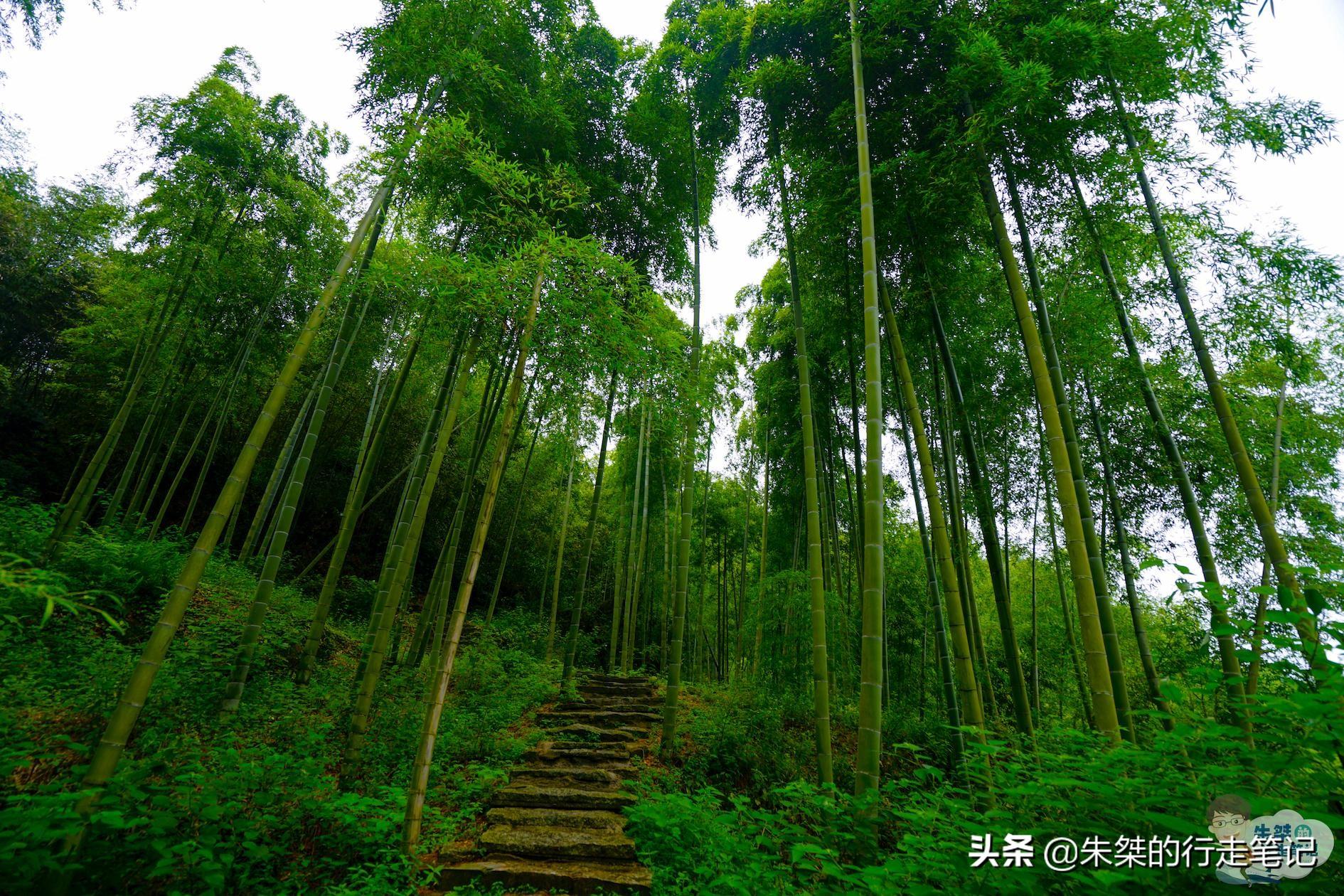 白茶安吉溧阳有卖吗_江苏安吉白茶_溧阳白茶和安吉白茶