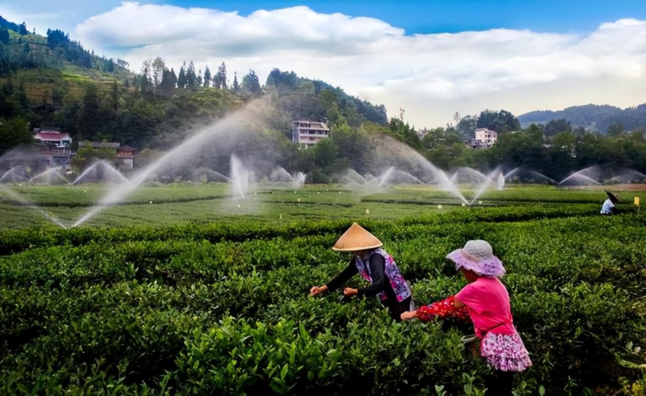 溧阳白茶和安吉白茶_安吉白茶茶庄_江苏安吉白茶