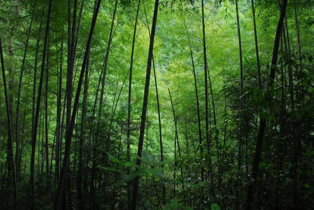 安吉玩漂流哪里最好_安吉好玩的漂流_安吉漂流哪个最好玩